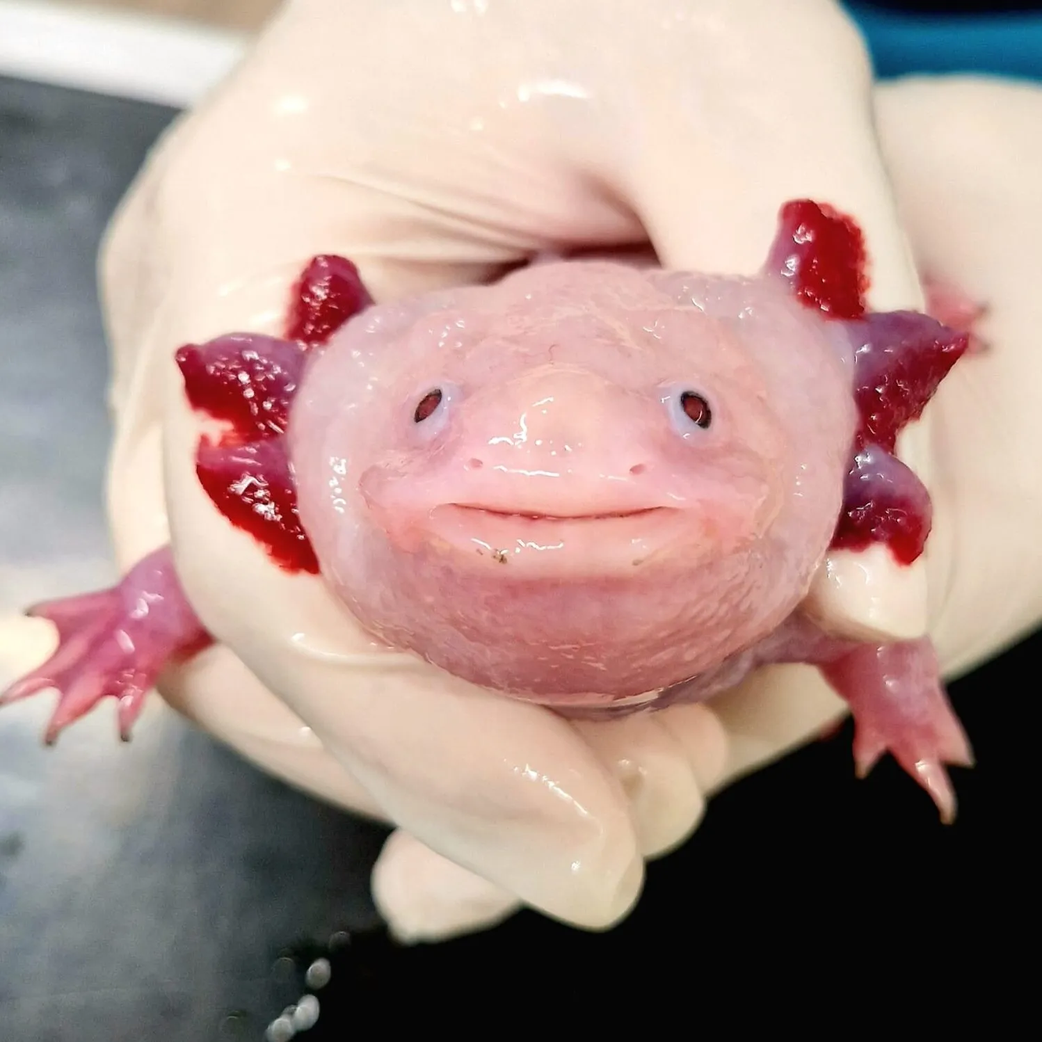Amphibiens
