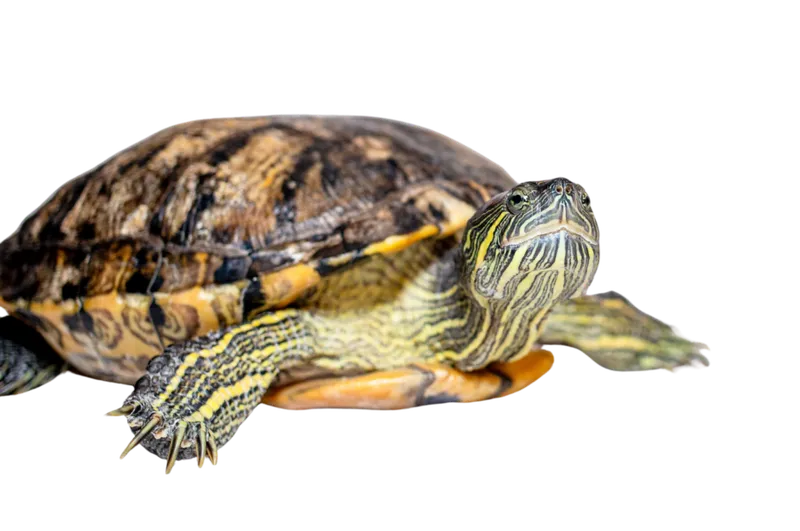 Tortue aquatique
