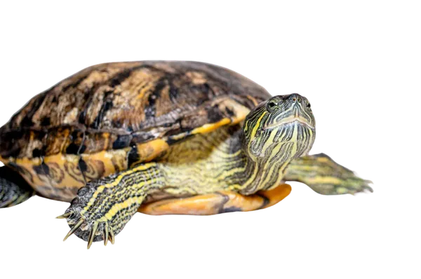 Tortue aquatique