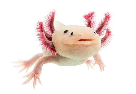 Axolotl