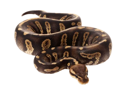 Python royal