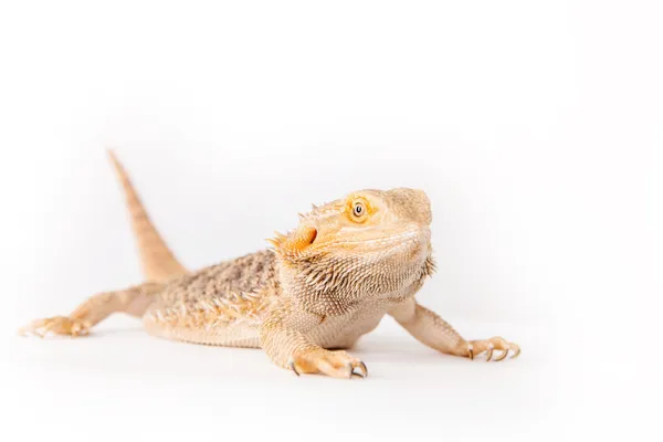 Pogona (Agame barbu)