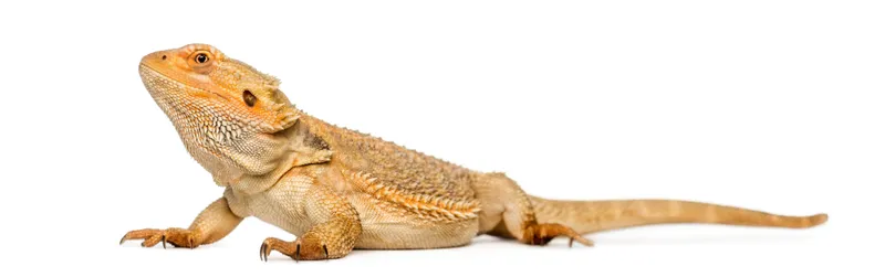 Pogona (Agame barbu)