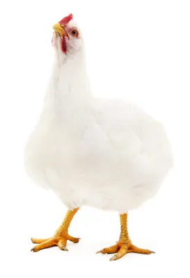 Poule