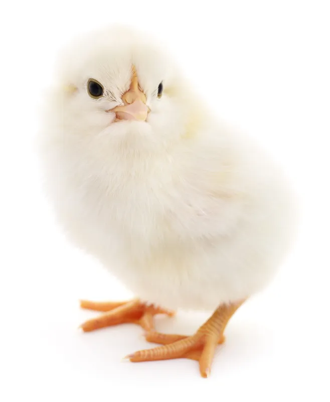 Poule
