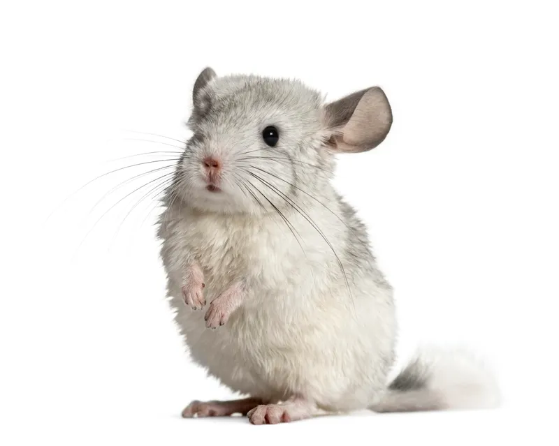 Chinchilla