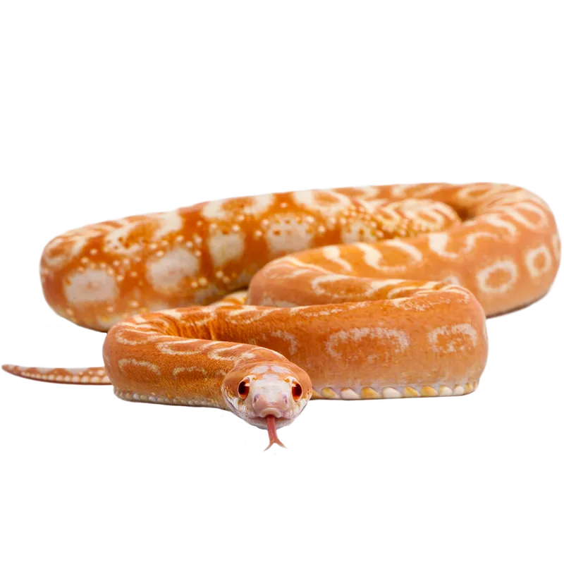 Serpent des blés