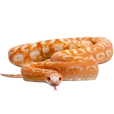 Serpent des blés