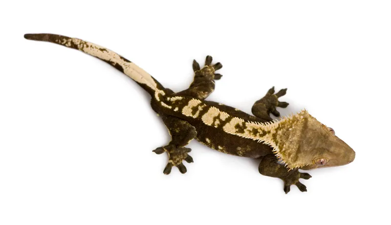 Gecko à crête