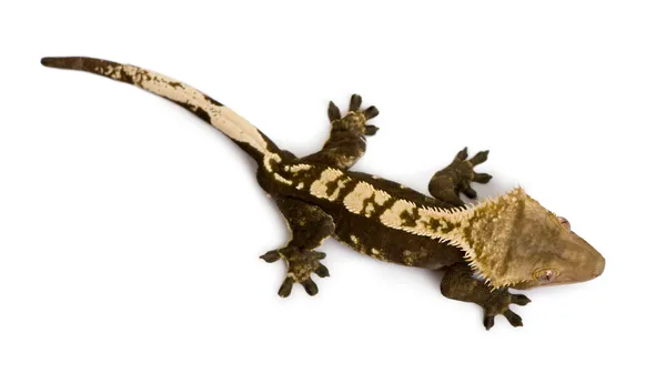 Gecko à crête
