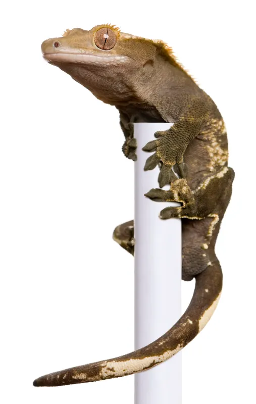 Gecko à crête