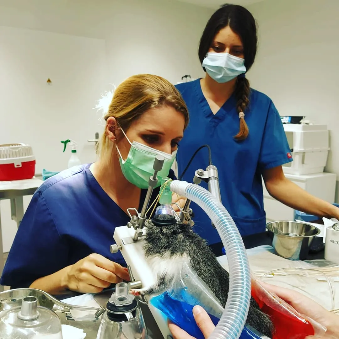 Dentisterie