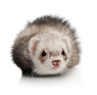 Furet