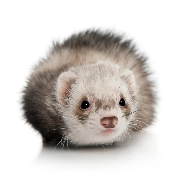 Furet