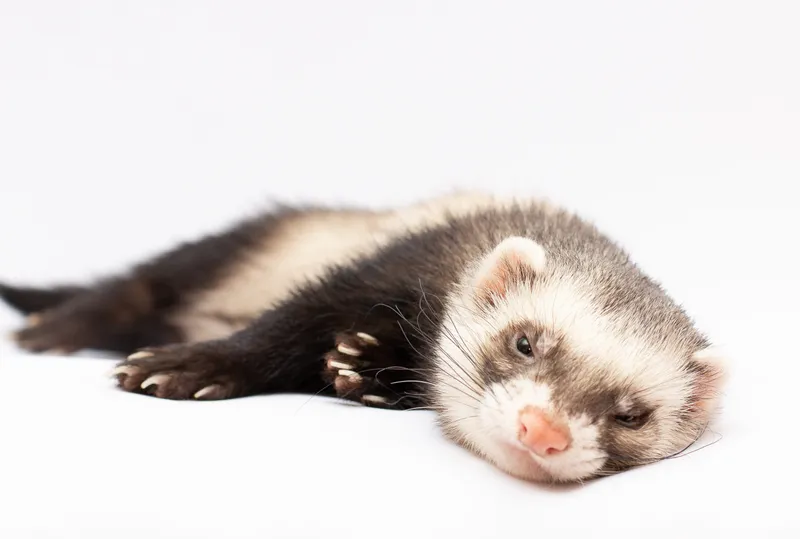 Furet