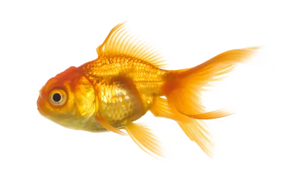 Poisson rouge