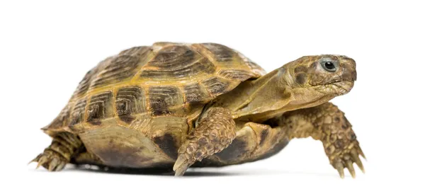 Tortue grecque