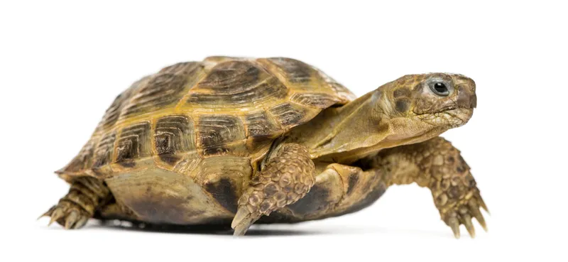 Tortue grecque