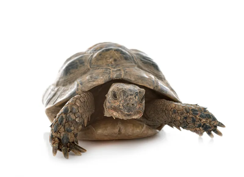 Tortue grecque