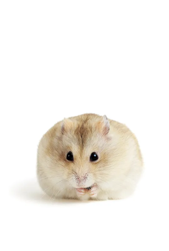 Hamster