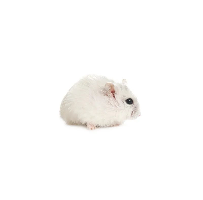 Hamster