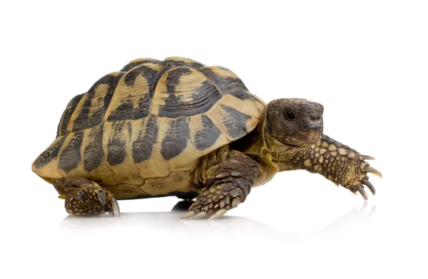 Tortue d'Hermann