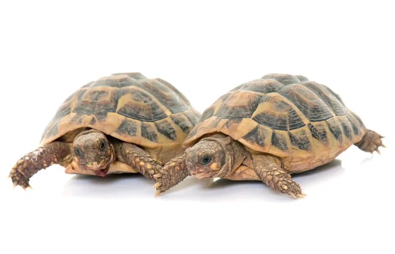 Tortue d'Hermann