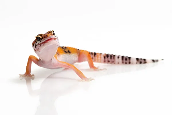 Gecko léopard