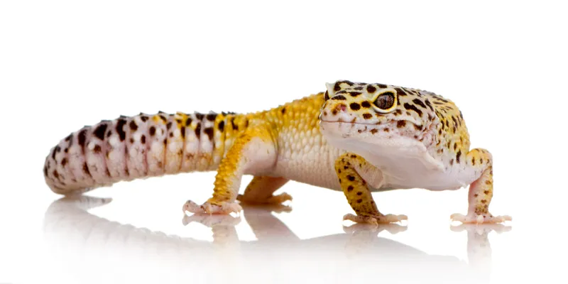 Gecko léopard