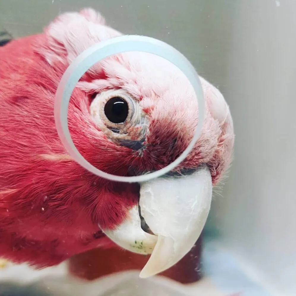 Oiseaux