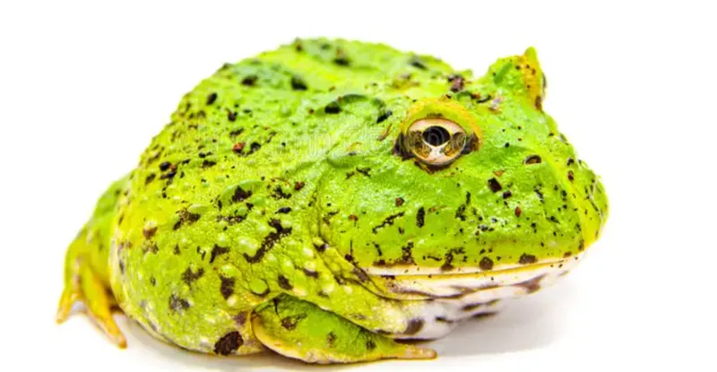 Grenouille Pacman