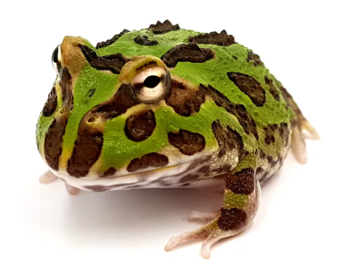 Grenouille Pacman
