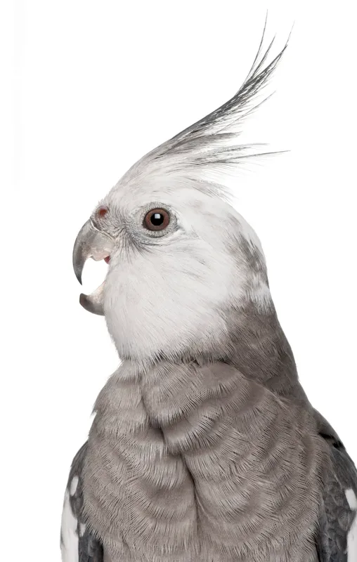Perruche