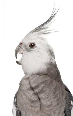 Perruche