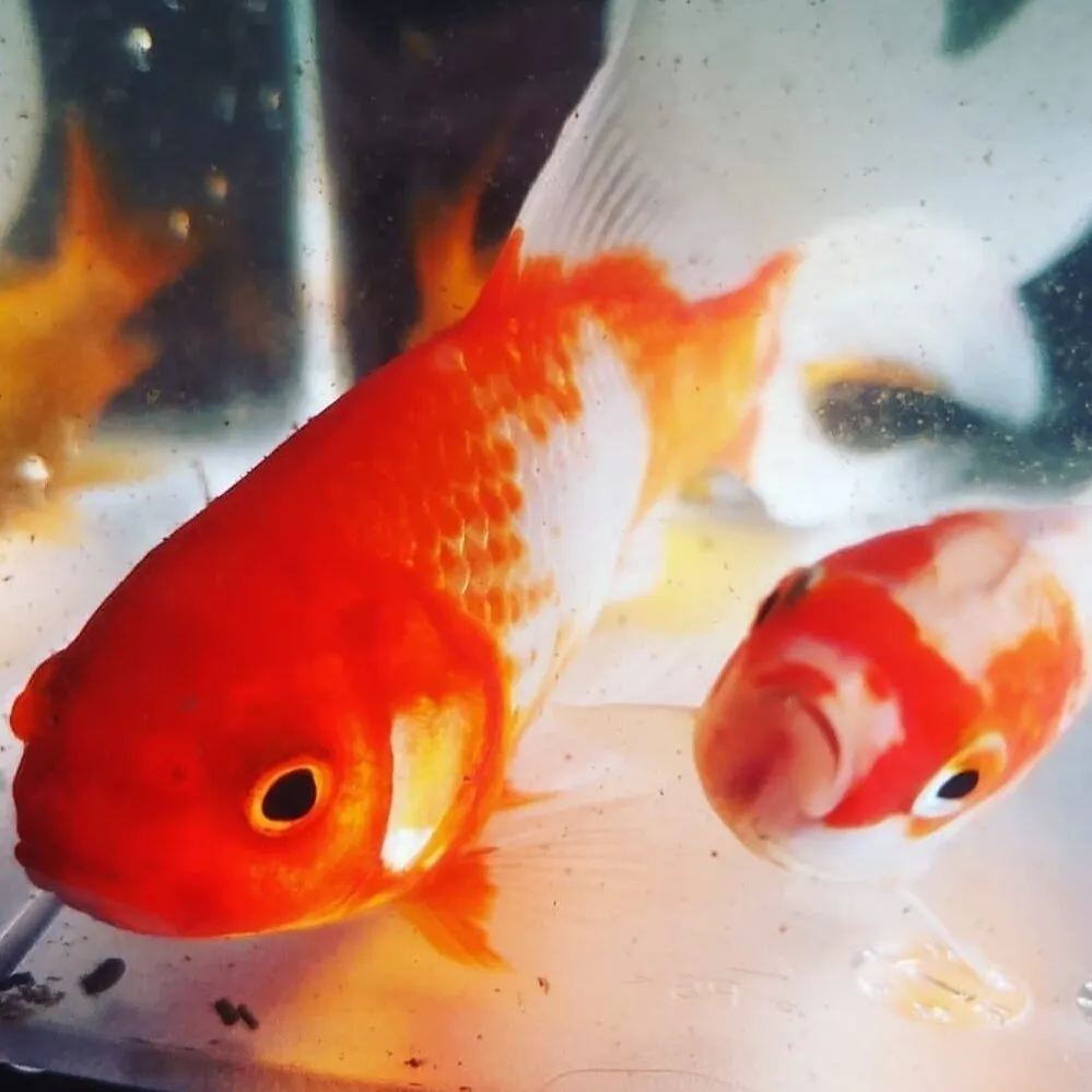 Poissons