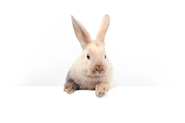 Lapin