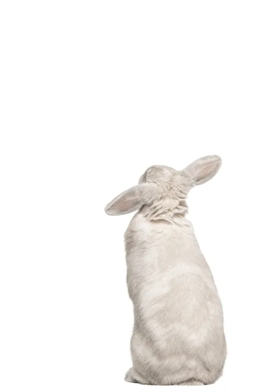 Lapin