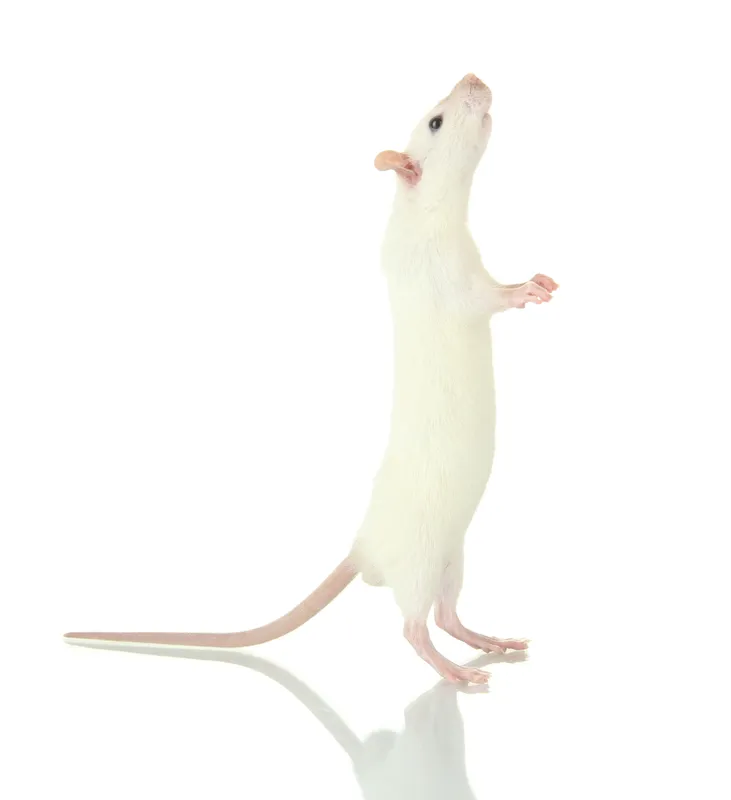 Rat