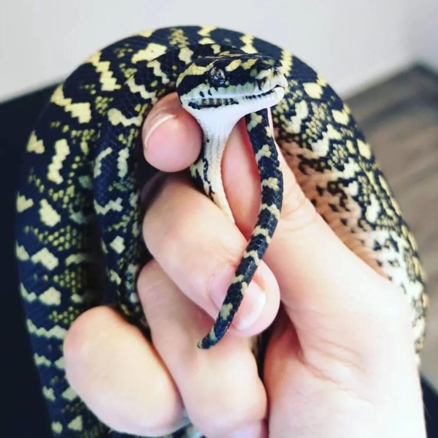 Reptiles