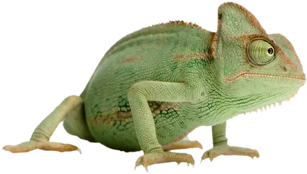 Caméléon casqué du Yémen