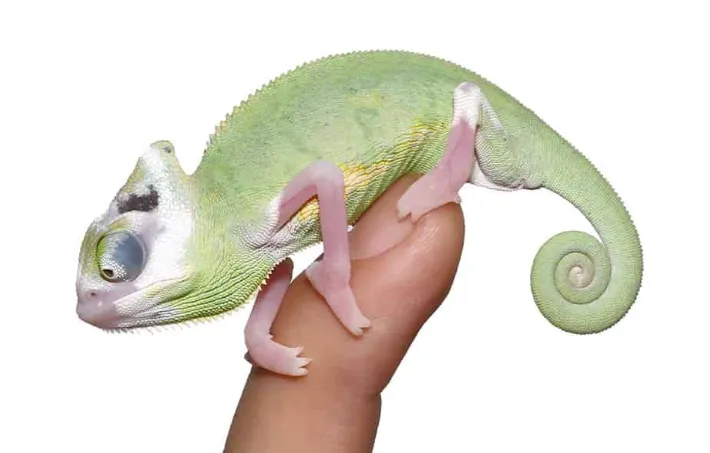 Caméléon casqué du Yémen